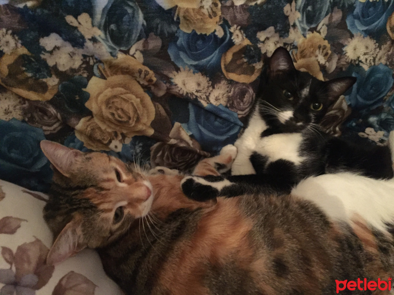 Tekir Kedi, Kedi  Maya ve Mia fotoğrafı