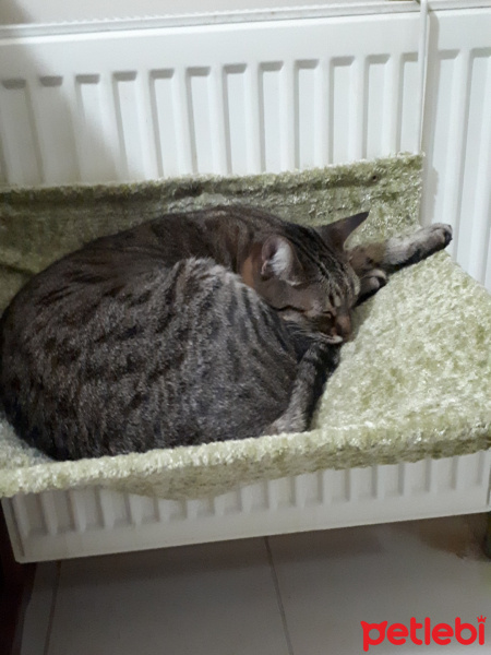 Tekir Kedi, Kedi  Şanslı fotoğrafı