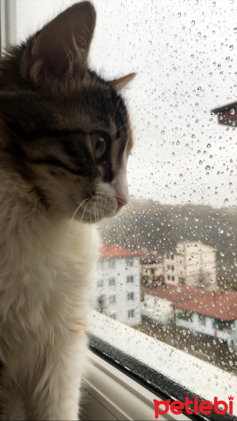 Tekir Kedi, Kedi  minnoş fotoğrafı