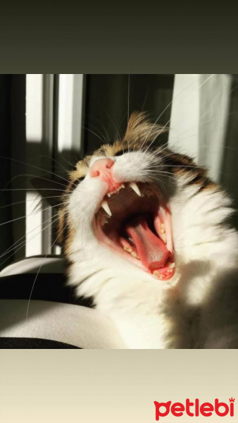 Tekir Kedi, Kedi  minnoş fotoğrafı