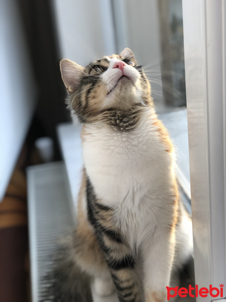 Tekir Kedi, Kedi  minnoş fotoğrafı
