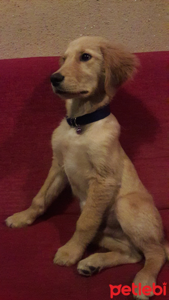 Golden Retriever, Köpek  Paşa fotoğrafı