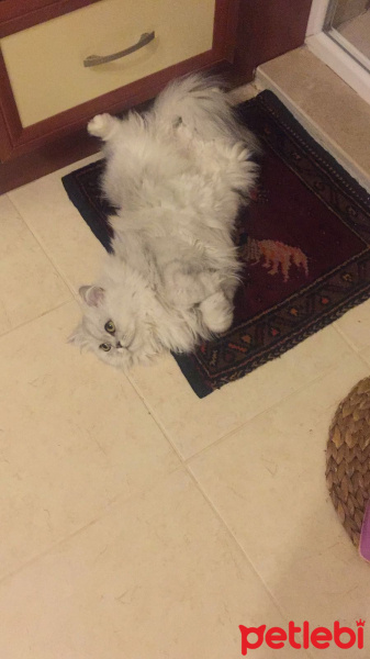 Chinchilla, Kedi  Miniş fotoğrafı