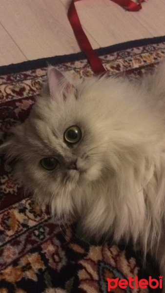 Chinchilla, Kedi  Miniş fotoğrafı