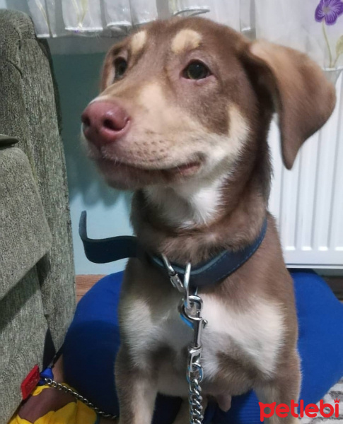 Sibirya Kurdu (Husky), Köpek  Kaju fotoğrafı