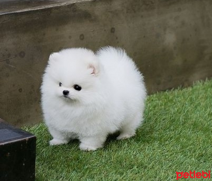 Pomeranyalı, Köpek  Evet fotoğrafı
