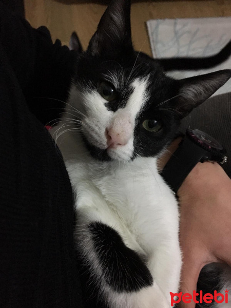 Tekir Kedi, Kedi  Pikachu fotoğrafı