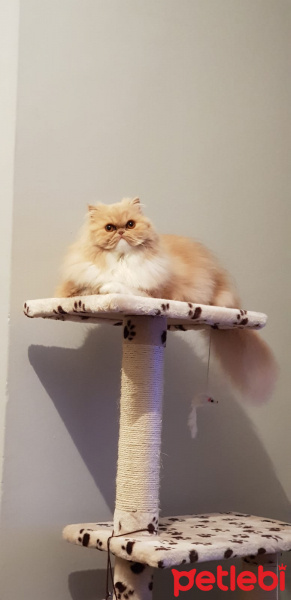 Chinchilla, Kedi  Tati fotoğrafı