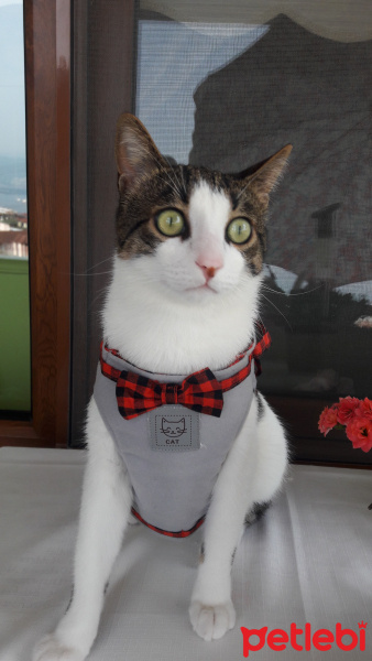Tekir Kedi, Kedi  Ponçik fotoğrafı