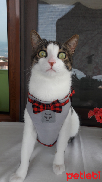 Tekir Kedi, Kedi  Ponçik fotoğrafı