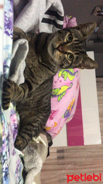 Tekir Kedi, Kedi  bıcırık fotoğrafı