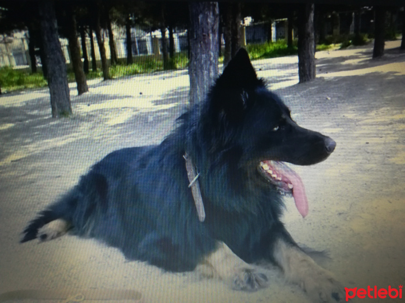 Alman Çoban Köpeği, Köpek  Sezar fotoğrafı
