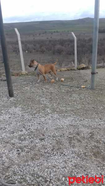 Amerikan Pitbull Terrier, Köpek  Karamela fotoğrafı