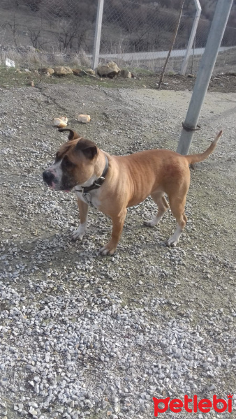 Amerikan Pitbull Terrier, Köpek  Karamela fotoğrafı
