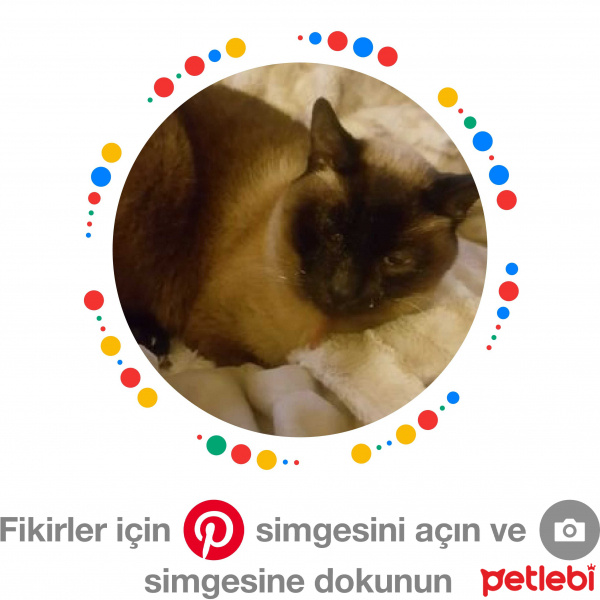 Siyam Kedisi, Kedi  Can fotoğrafı