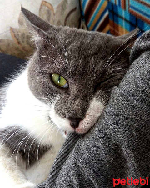 Tekir Kedi, Kedi  Duman fotoğrafı