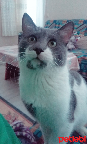 Tekir Kedi, Kedi  Duman fotoğrafı