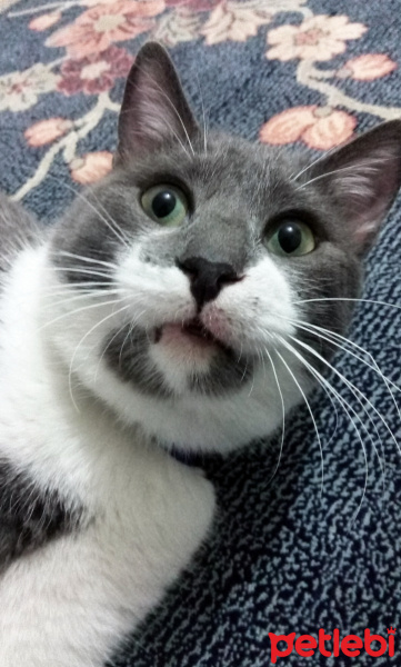 Tekir Kedi, Kedi  Duman fotoğrafı