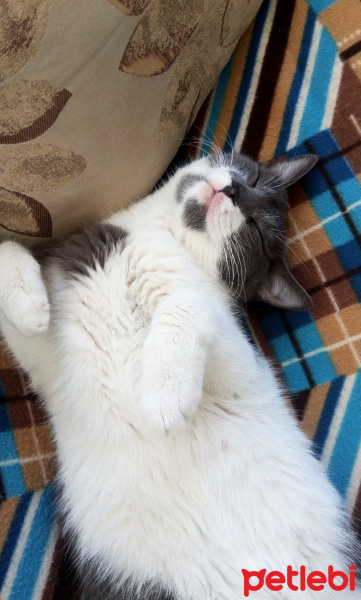 Tekir Kedi, Kedi  Duman fotoğrafı