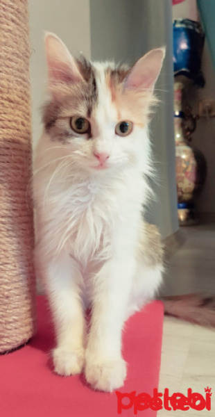 Tekir Kedi, Kedi  Müezza Balkız fotoğrafı