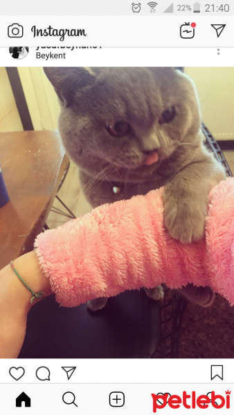 British Shorthair, Kedi  Herif fotoğrafı