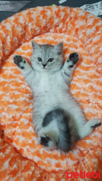 British Shorthair, Kedi  paşa fotoğrafı