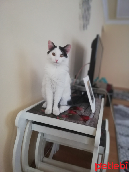 Tuxedo (Smokin) Kedi, Kedi  Pamuk fotoğrafı