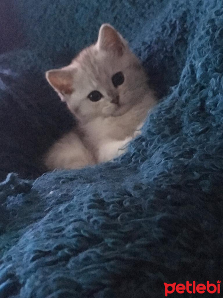 British Shorthair, Kedi  Luna fotoğrafı
