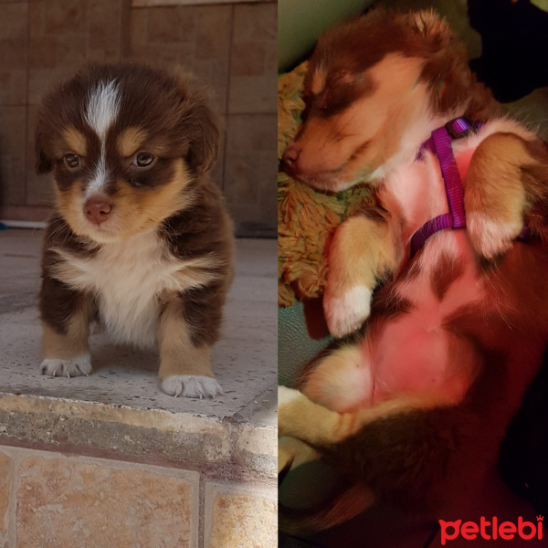 Russian Spaniel, Köpek  Nes fotoğrafı