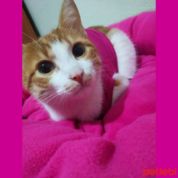 Sarman, Kedi  Boni fotoğrafı