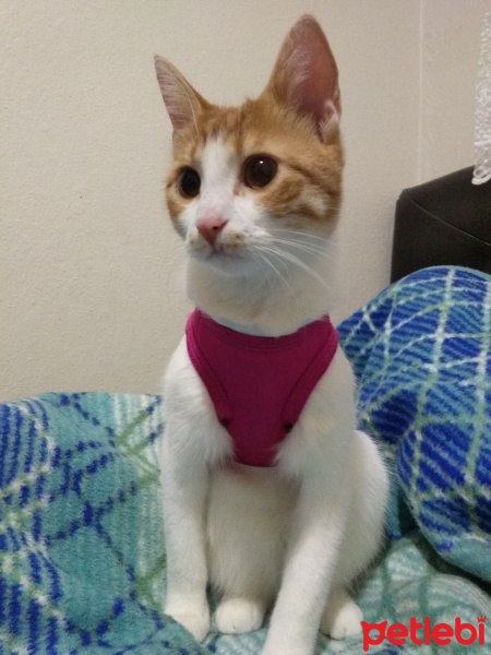 Sarman, Kedi  Boni fotoğrafı