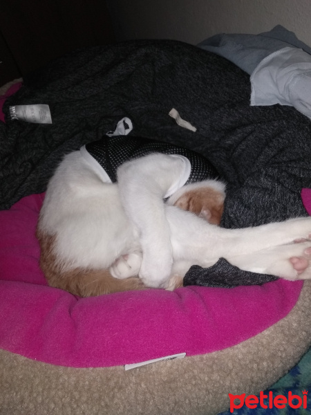 Sarman, Kedi  Boni fotoğrafı