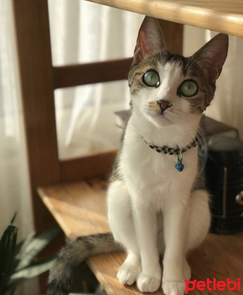 Tekir Kedi, Kedi  Kontes fotoğrafı