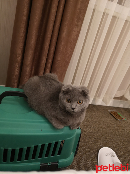 Scottish Fold, Kedi  Duman fotoğrafı
