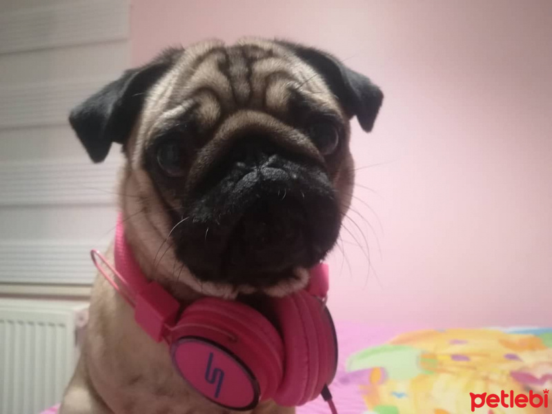 Pug, Köpek  Şiba fotoğrafı
