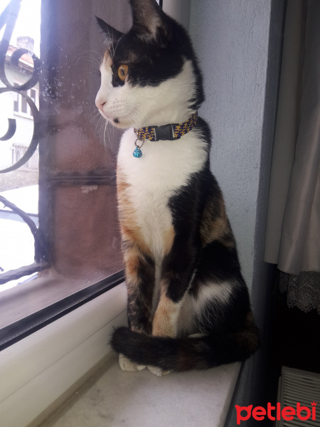 Tekir Kedi, Kedi  Fıstık fotoğrafı