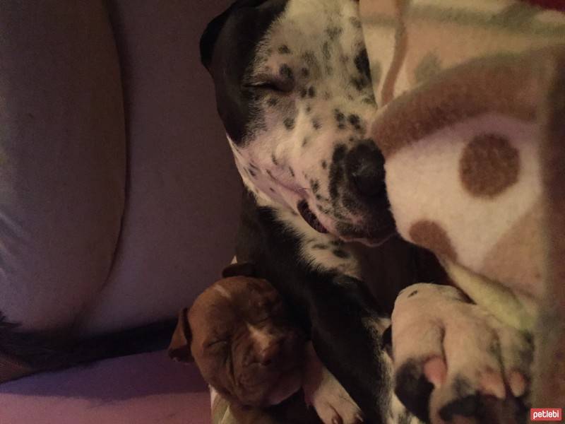 Amerikan Staffordshire Terrier, Köpek  Sah&Mat fotoğrafı