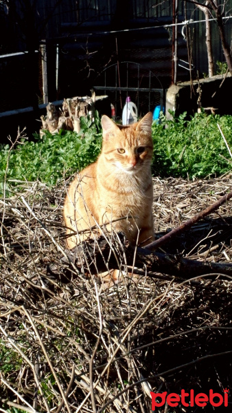 Tekir Kedi, Kedi  Hüso fotoğrafı