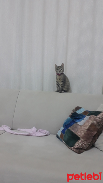 Tekir Kedi, Kedi  Mila fotoğrafı