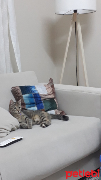 Tekir Kedi, Kedi  Mila fotoğrafı