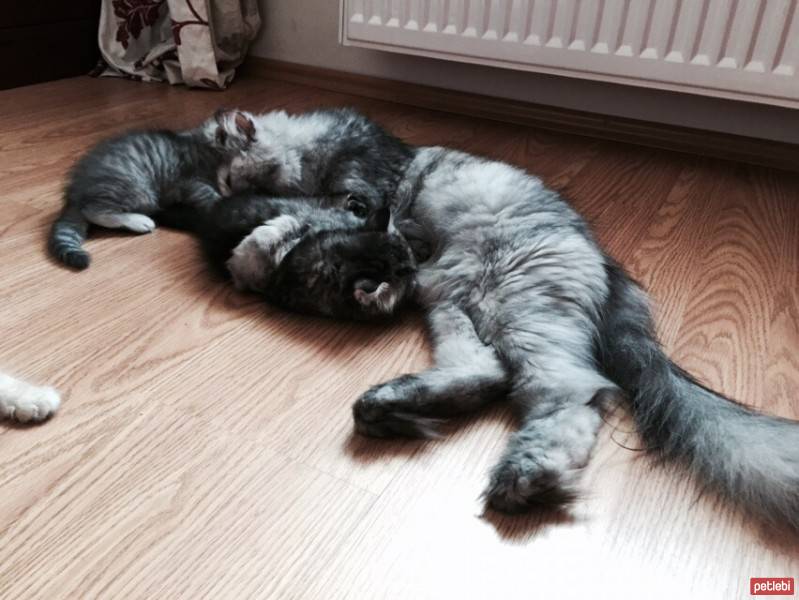 İran Kedisi (Persian), Kedi  Noah fotoğrafı
