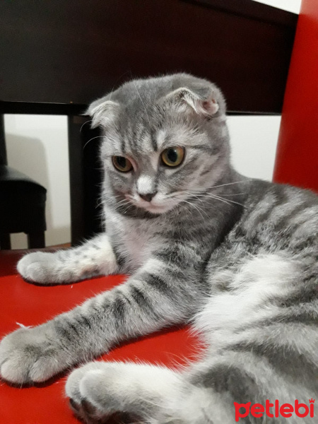 Scottish Fold, Kedi  Lily fotoğrafı
