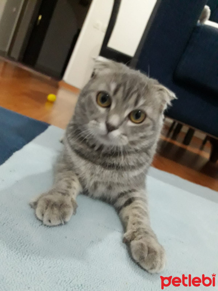 Scottish Fold, Kedi  Lily fotoğrafı