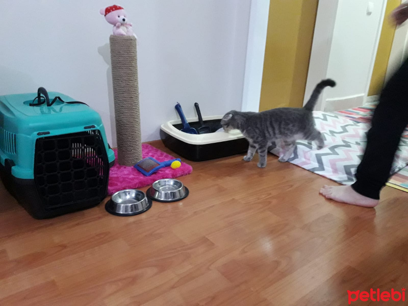 Scottish Fold, Kedi  Lily fotoğrafı