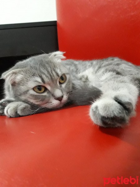 Scottish Fold, Kedi  Lily fotoğrafı