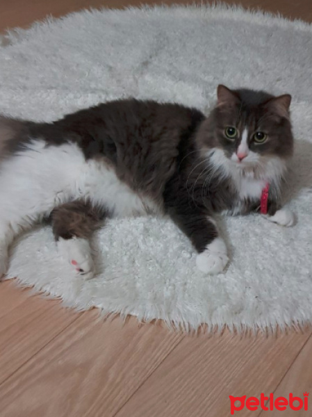 Norwegian Forest, Kedi  Luna fotoğrafı