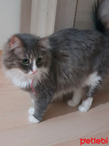 Norwegian Forest, Kedi  Luna fotoğrafı