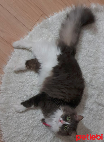 Norwegian Forest, Kedi  Luna fotoğrafı