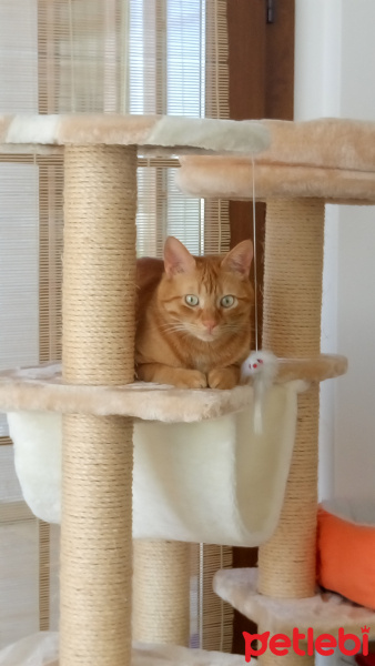 Sarman, Kedi  Max fotoğrafı