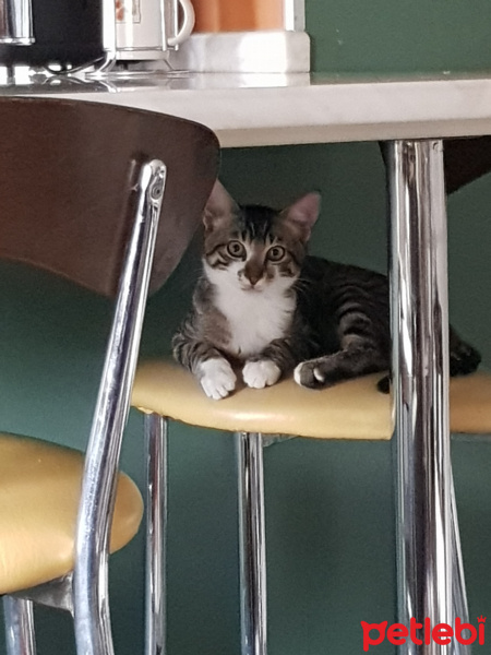 Tekir Kedi, Kedi  Ates fotoğrafı